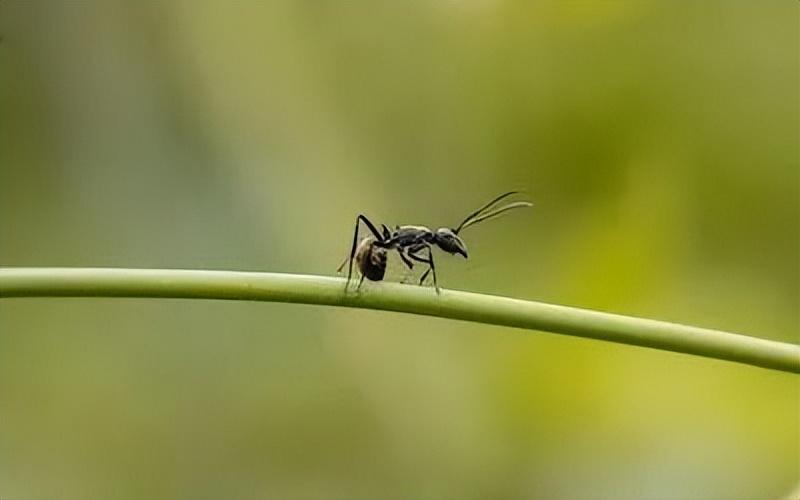 观察蚂蚁的作文(观察蚂蚁的作文鉴赏)